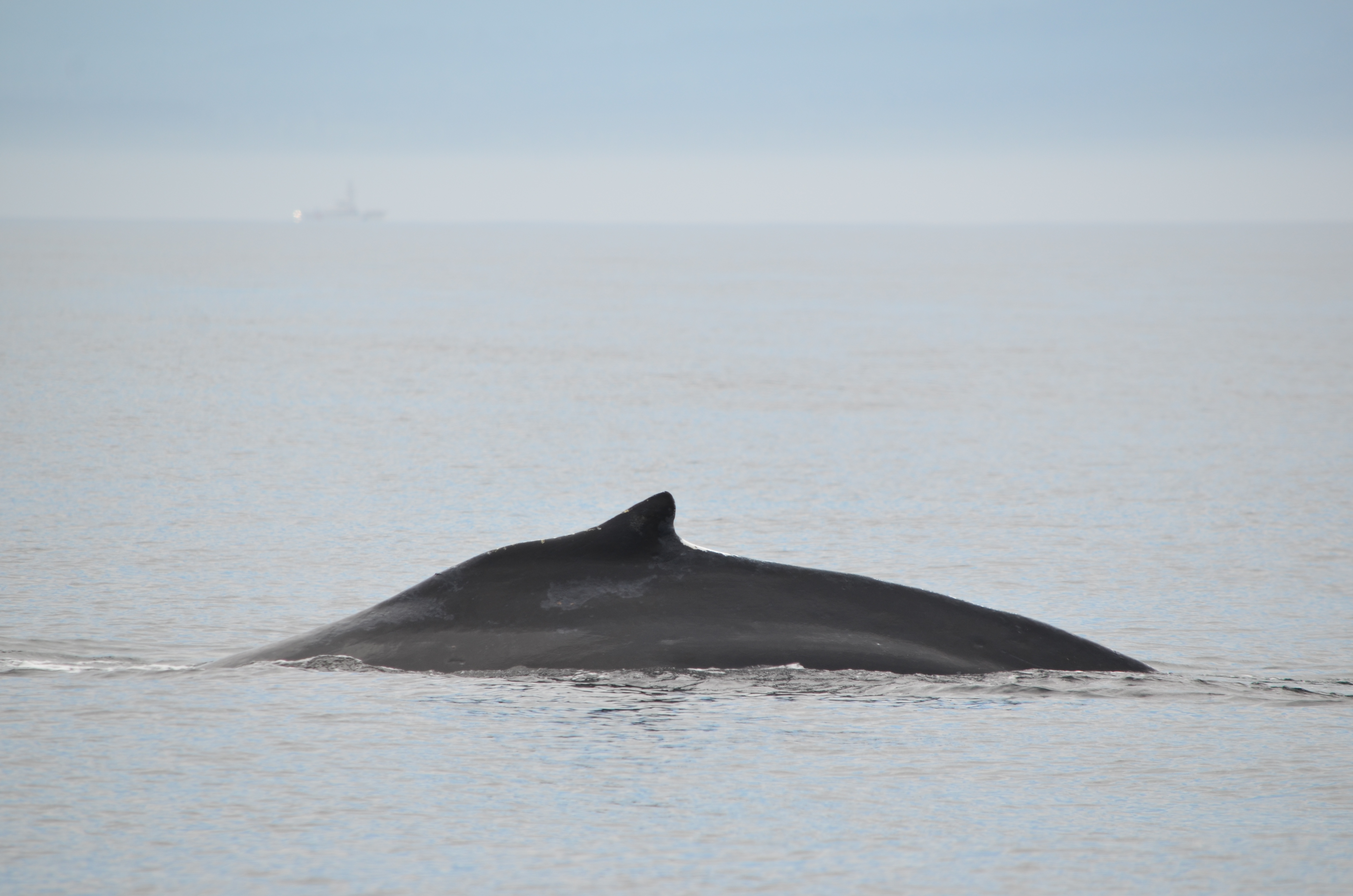 photos/wildlife/Mammal_Species/Humpback Whale/DSC_0051.JPG